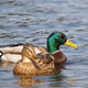 Illustration for article titled Female ducks can tell if a males sperm contains diseases